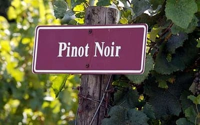 De heerlijkheid van Pinot Noir